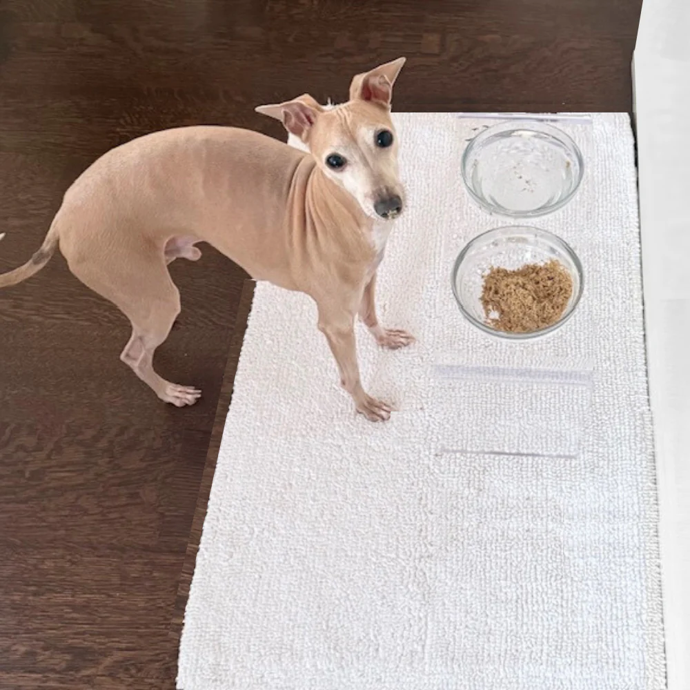 Small Glass Bowl Feeder - Image 17